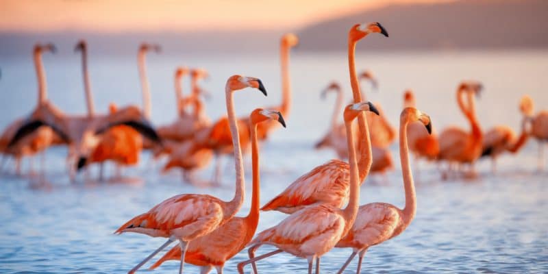 SOUTH AFRICA: Sanccob rescues 2,000 pink flamingo babies ©jdross75/Shutterstock