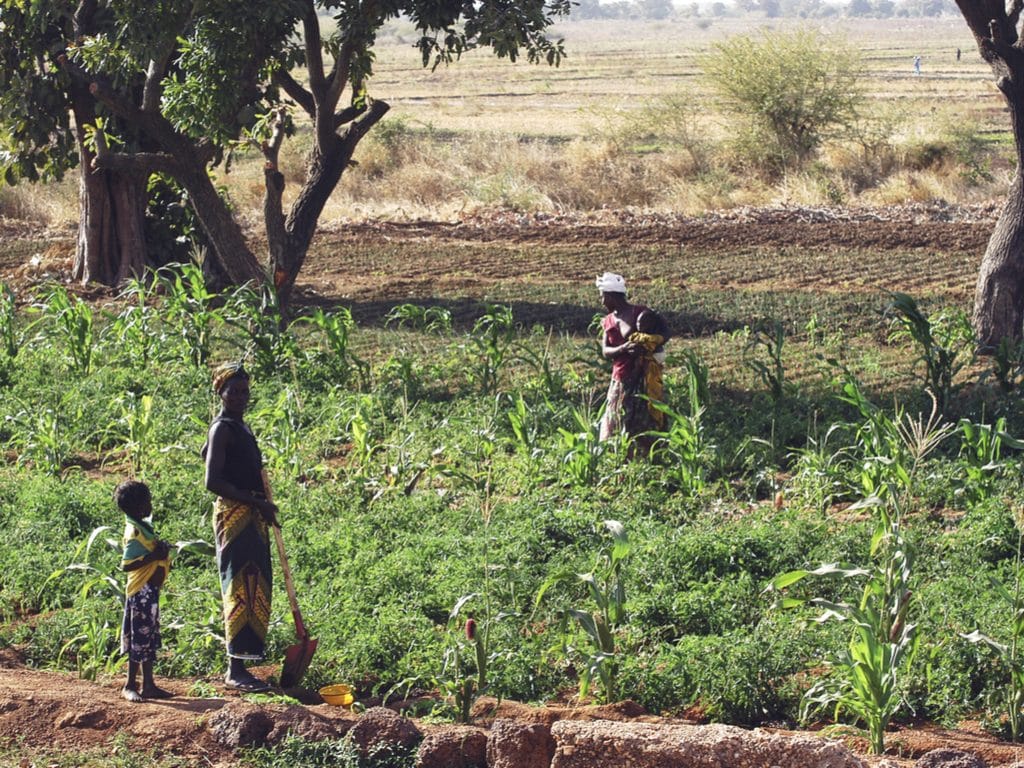 TANZANIE : de l’énergie solaire pour faciliter l’irrigation à Meru© Gilles Paire/Shutterstock
