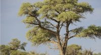 TUNISIA: Dream in Tunisia with local population plants acacias against the desert© WOLF AVNI/Shutterstock