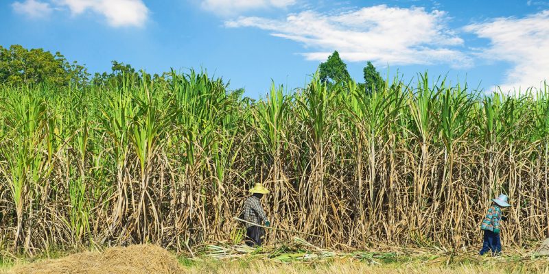 TANZANIA: Sugar-cane plantation to be transformed into reserve, soon©TigerStock's/Shutterstock
