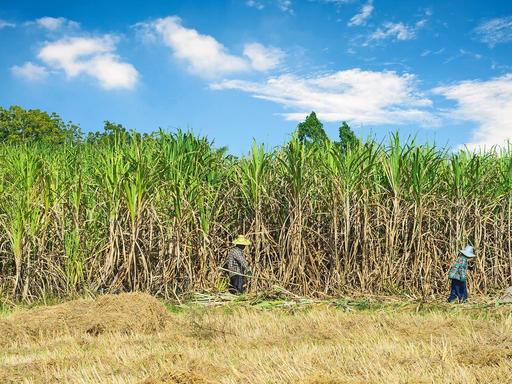 TANZANIE : une plantation de canne à sucre sera bientôt transformée en réserve ©TigerStock's/Shutterstock