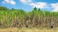 TANZANIE : une plantation de canne à sucre sera bientôt transformée en réserve ©TigerStock's/Shutterstock