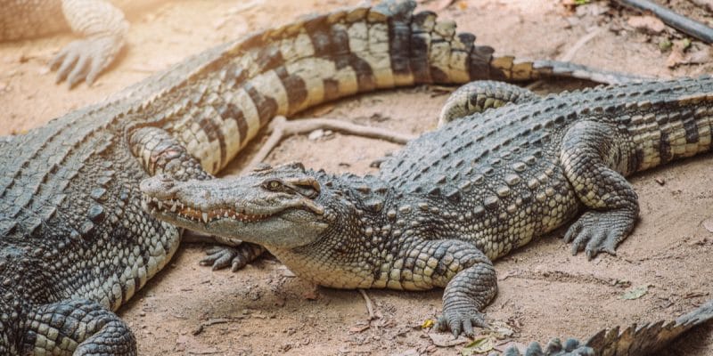 AFRICA: Louis Vuitton enforces purchasing criteria for crocodile skins©VacancylizmShutterstock