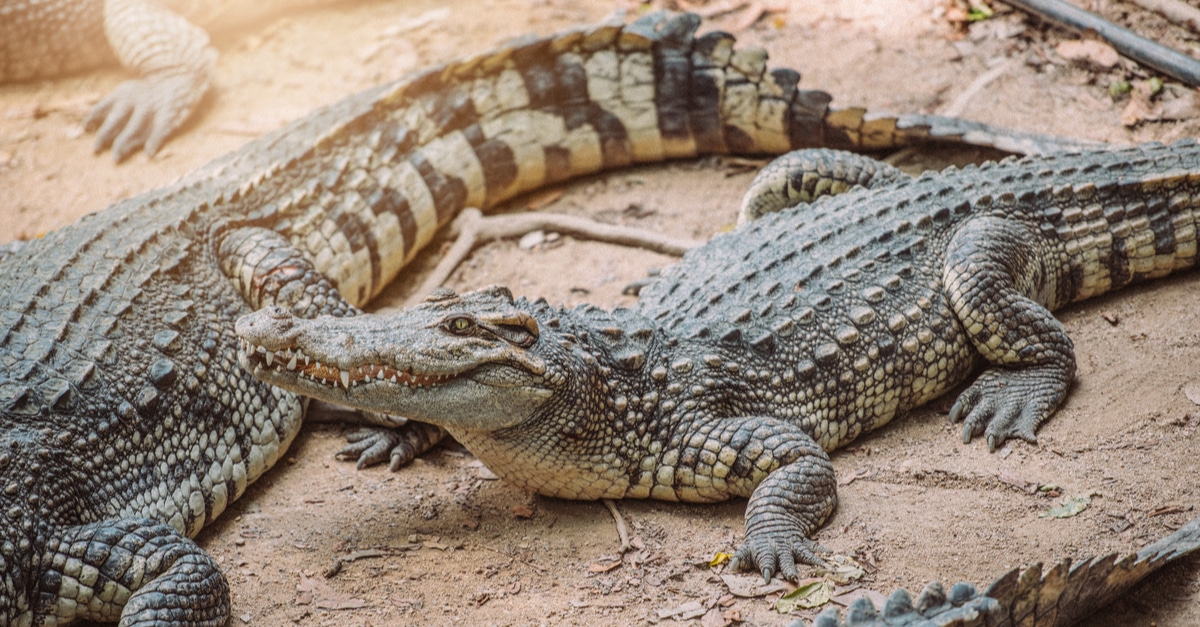 AFRICA: Louis Vuitton enforces purchasing criteria for crocodile skins