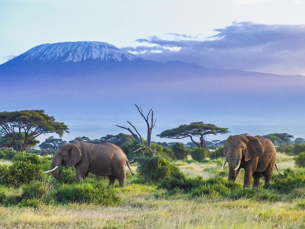 AFRICA: Intel relies on artificial intelligence to save elephants© HordynskiPhotography/Shutterstock