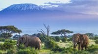 AFRIQUE : Intel mise sur l’intelligence artificielle pour sauver les éléphants© HordynskiPhotography/Shutterstock