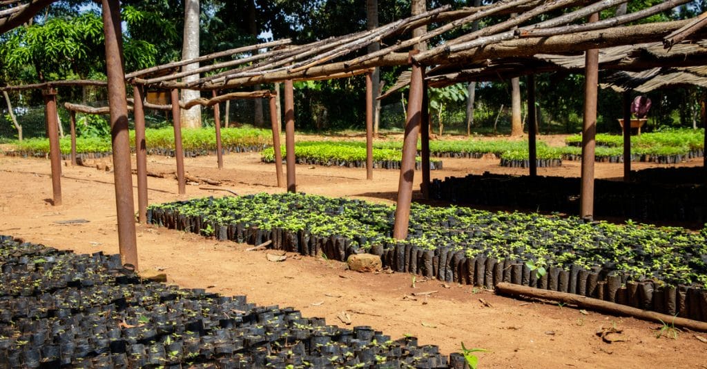 ETHIOPIA: Eden seeks new partners to continue country's reforestation©Dennis WegewijsShutterstock