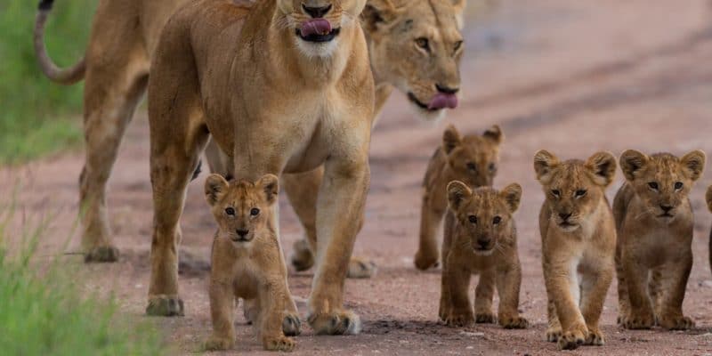 TANZANIA: Five game reserves officially transformed into national parks©Chantal de Bruijne/Shutterstock
