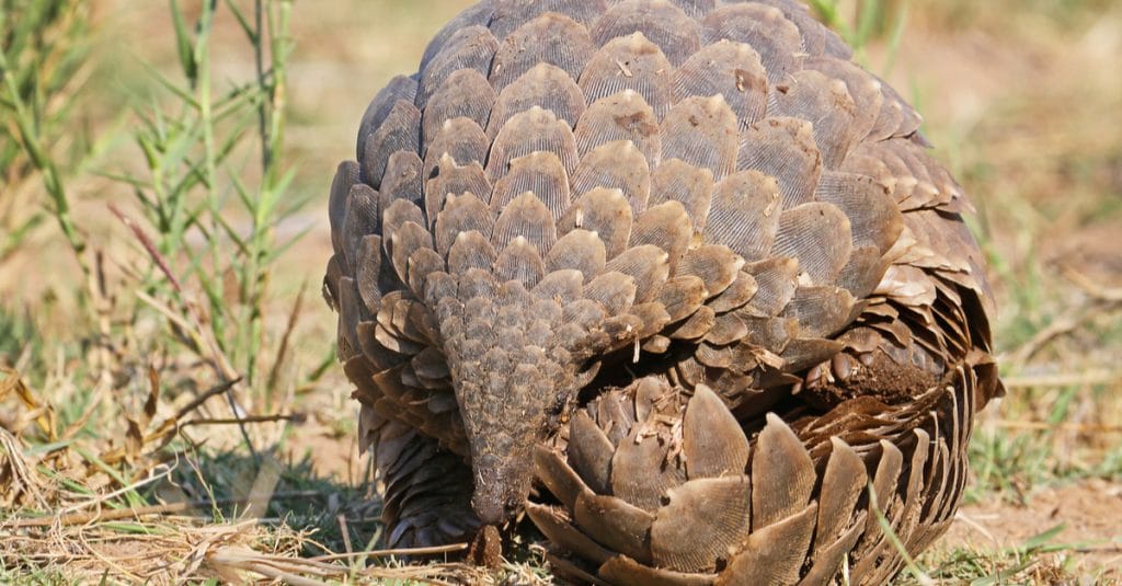 CAMEROON: LAGA supports government's fight against pangolin poaching©Eugene Troskie Shutterstock