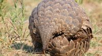 CAMEROON: LAGA supports government's fight against pangolin poaching©Eugene Troskie Shutterstock