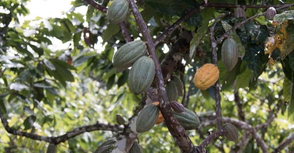 WEST AFRICA: Ghana and Ivory Coast publish Cocoa & Forests plan©gustavomellossaShutterstock