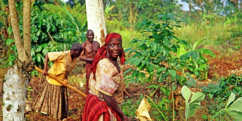 SENEGAL: BNP Paribas grants $1.8 million for eco-friendly agriculture programme©PecoldShutterstock