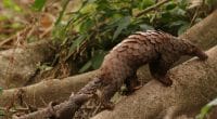 CAMEROON: Open war against illegal logging and wildlife exploitation©Jiri ProchazkaShutterstock