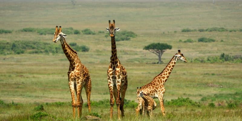 AFRICA: Thirty countries pressure EU against giraffe poaching©Attila JANDIShutterstock