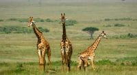 AFRIQUE : trente pays font pression sur l’UE contre le braconnage des girafes©Attila JANDIShutterstock