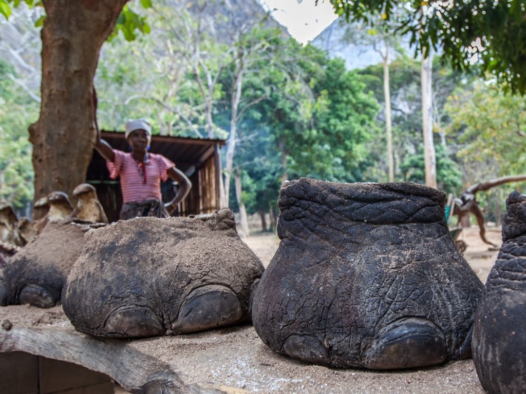 CENTRAL AFRICA: The two Congos will fight poaching together ©Katiekk/Shutterstock