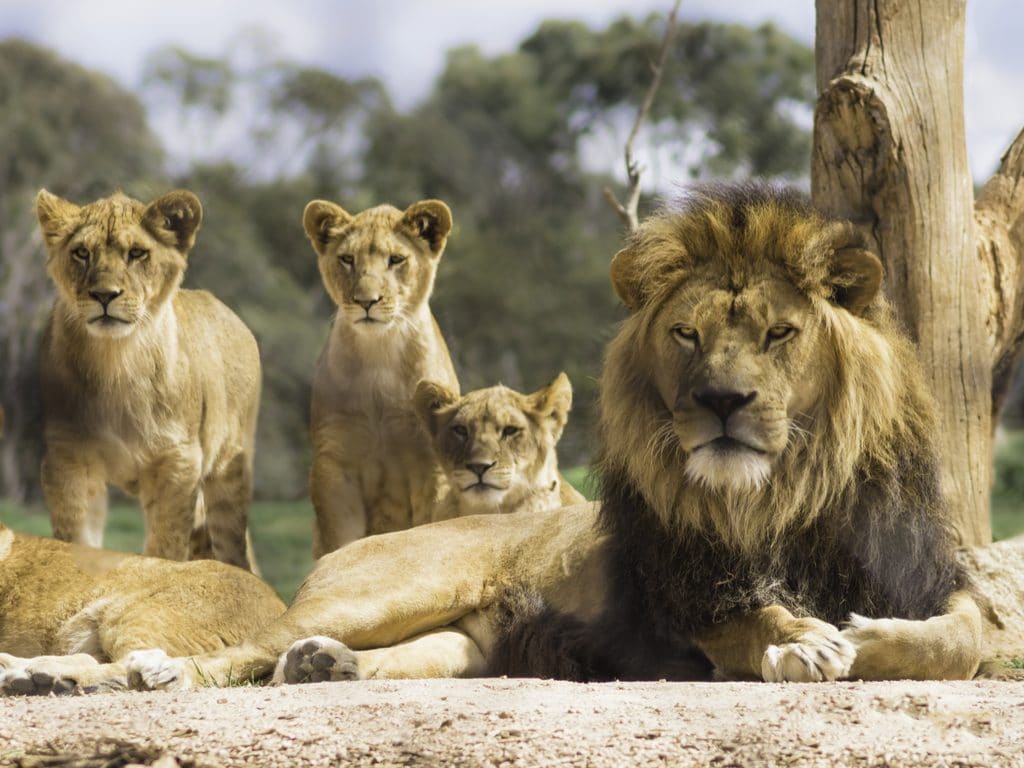 AFRIQUE : Lionscape, une coalition pour protéger les lions et doubler leur nombre©Teresa Moore/Shutterstock