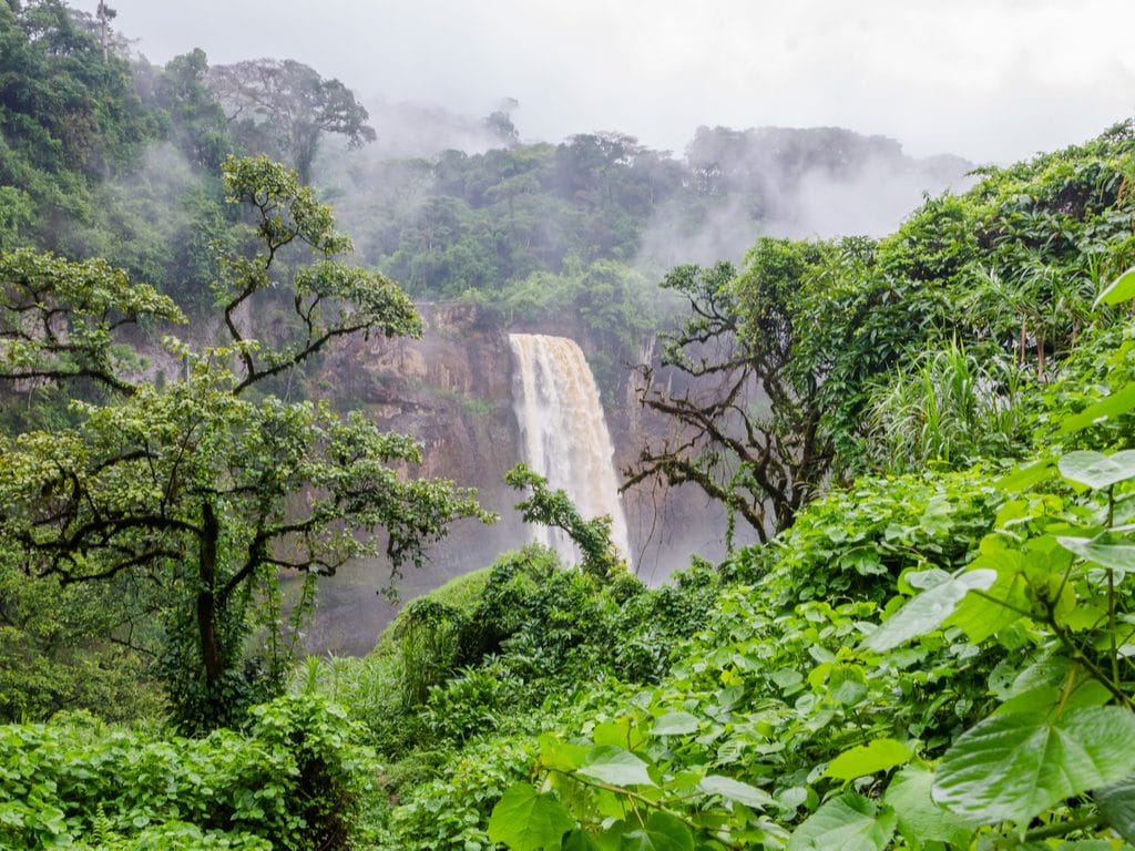 WEST AFRICA: ECOWAS strengthens forest protection with SIDA and FAO©Fabian Plock/Shutterstock