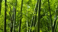 RWANDA: Government joins forces with China Bamboo to promote the product©szefei/Shutterstock