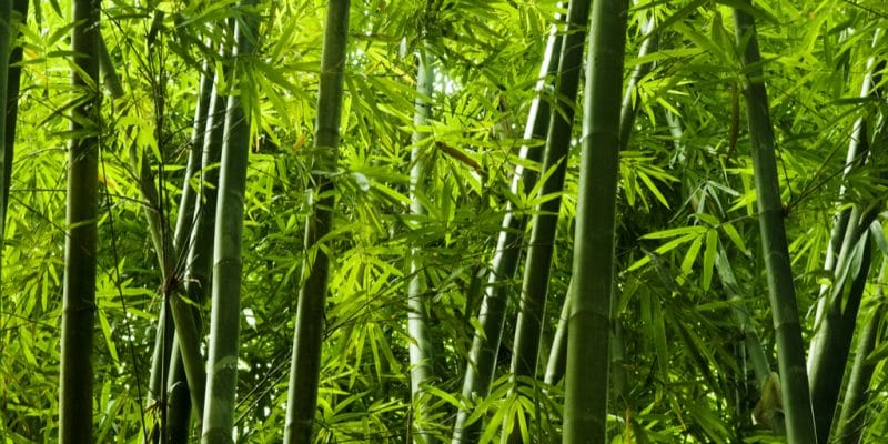 RWANDA : le gouvernement s’allie à China Bamboo pour la valorisation du bambou©szefei/Shutterstock