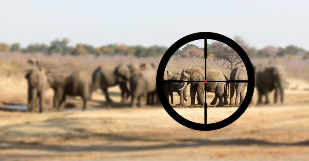 BOTSWANA: Environmentalists oppose resumption of elephant hunting©MyImages - MichaShutterstock