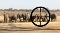 BOTSWANA: Environmentalists oppose resumption of elephant hunting©MyImages - MichaShutterstock