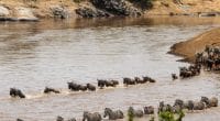 TANZANIA: Dodoma calls on Kenya to stop damming projects on Mara River ©Arend van der Walt/Shutterstock