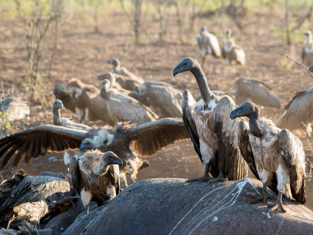 NIGERIA: Saving threatened vultures©LouieLea/Shutterstock