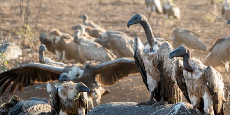 NIGERIA : comment sauver les vautours au bord de l’extinction©LouieLea/Shutterstock