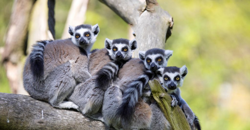 MADAGASCAR : les lémuriens et leur habitat sont en danger d’extinction ©Vladislav T. JirousekShutterstock