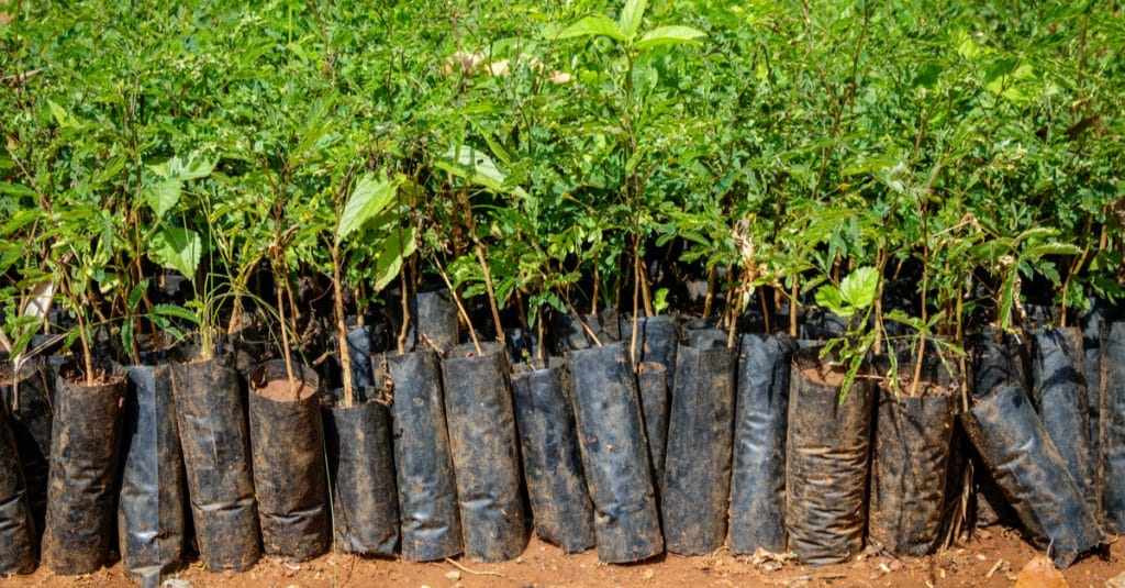 UGANDA: Nakasongola authorities launch reforestation programme©Dennis WegewijsShutterstock