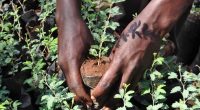 TOGO: Media workers join forces to plant trees©journée de l'arbre Togo