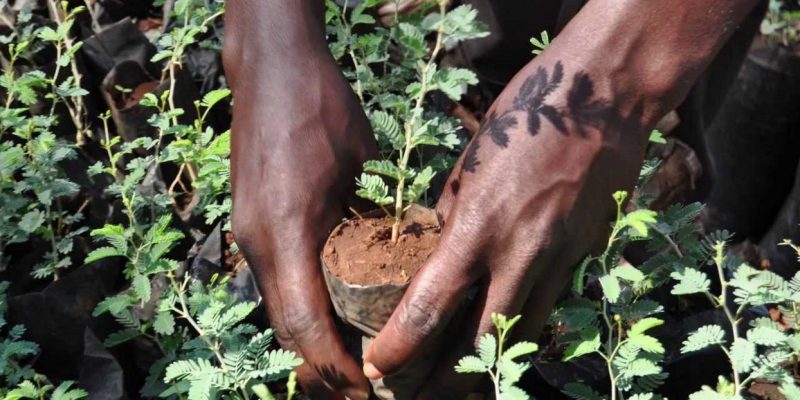 TOGO : les hommes de média se mobilisent pour planter des arbres©journée de l'arbre Togo