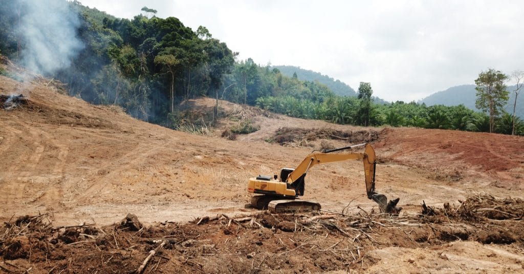 LIBERIA : un programme pour la production durable de l’huile de palme©Rich CareyShutterstock
