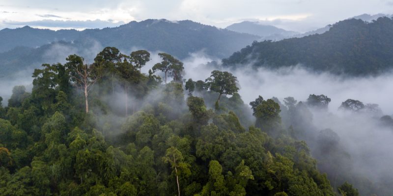 BÉNIN : la Banque Mondiale octroie 75 M$ pour la préservation des forêts classées©Richard WhitcombeShutterstock