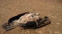 BOTSWANA : plus de 500 vautours retrouvés morts après un empoisonnement massif©FJAHShutterstock