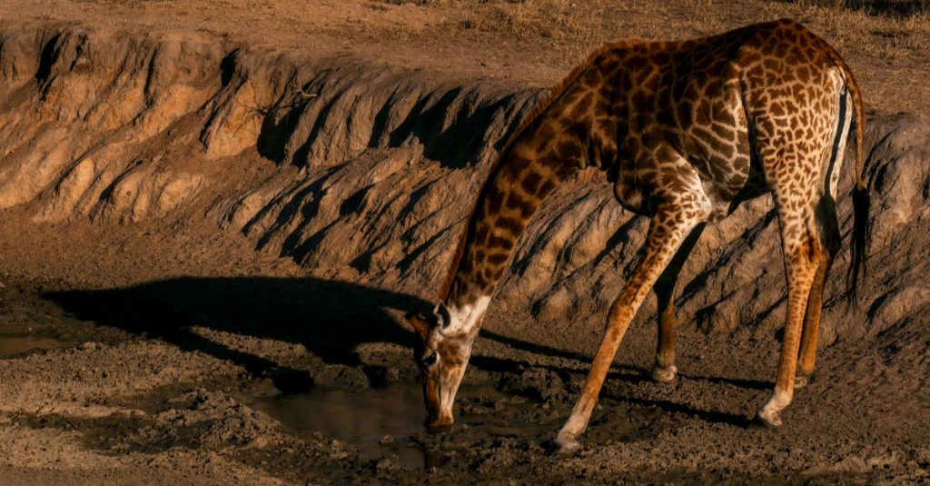 NAMIBIE : accablé par la sècheresse, le pays met en vente ses bêtes sauvages©Anouska13Shutterstock