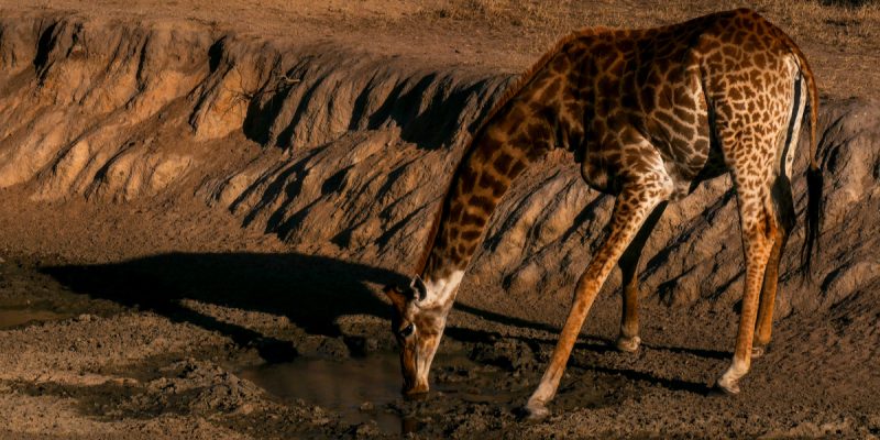NAMIBIE : accablé par la sècheresse, le pays met en vente ses bêtes sauvages©Anouska13Shutterstock