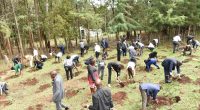 KENYA : des initiatives pour agrandir le couvert forestier et restaurer les terres©Cheboite Titus/Shutterstock