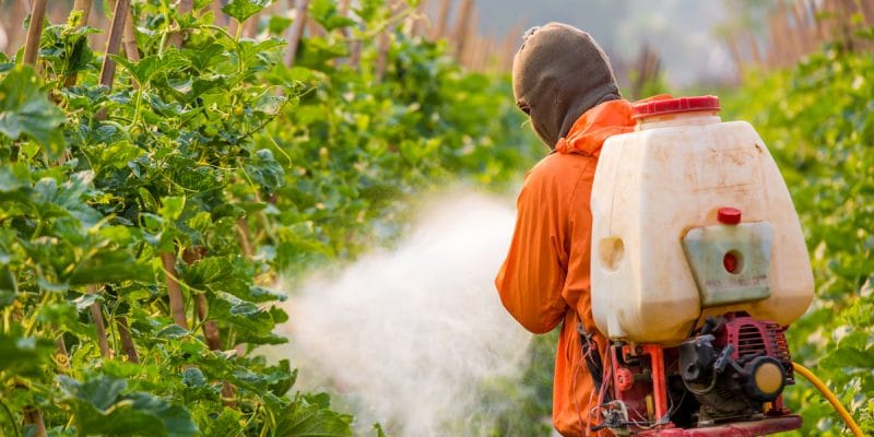 MALI : reconduction d’une liste de 59 pesticides sans danger pour l’environnement©ittiponShutterstock