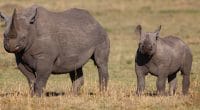 RWANDA: 5 rhinos from European zoos regain their freedom©Maggy Meyer/Shutterstock
