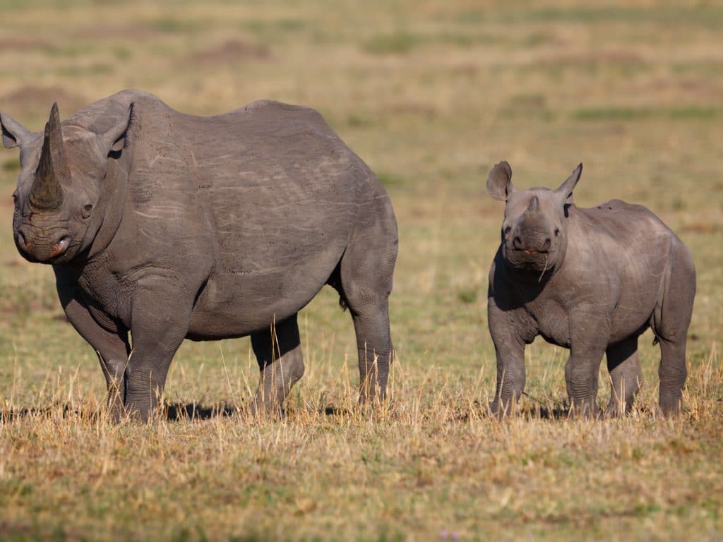 RWANDA : cinq rhinocéros en provenance de zoos européens recouvrent la liberté©Maggy Meyer/Shutterstock