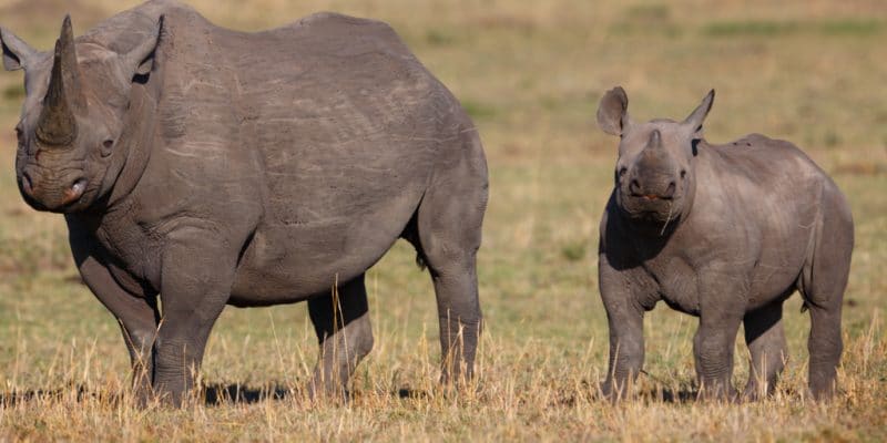 RWANDA : cinq rhinocéros en provenance de zoos européens recouvrent la liberté©Maggy Meyer/Shutterstock