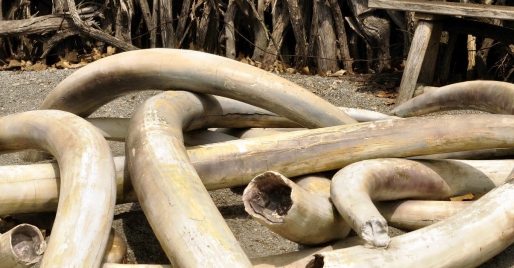 ZIMBABWE: Country to exit CITES and sell large ivory stock©Svetlana FooteShutterstock