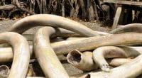 ZIMBABWE : le pays veut sortir de la Cites pour vendre son important stock d’ivoire ©Svetlana FooteShutterstock