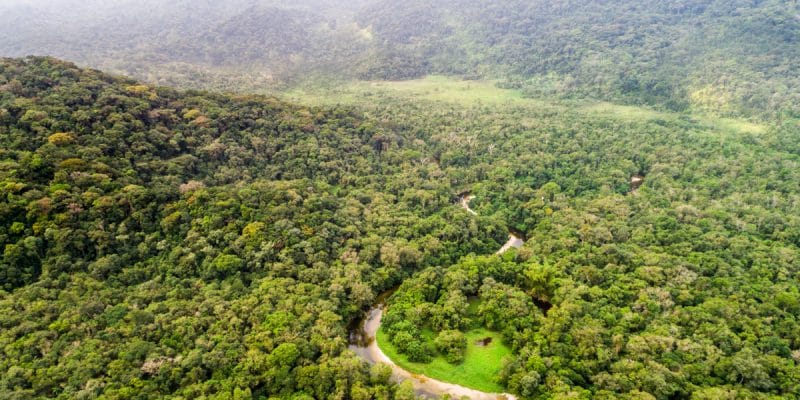 CAMEROON: Key centre for forest conservation in Central Africa©Gustavo FrazaoShutterstock