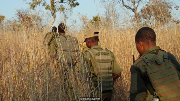 ZIMBABWE: All-female rangers unit achieves unexpected success ©AkashingaShutterstock