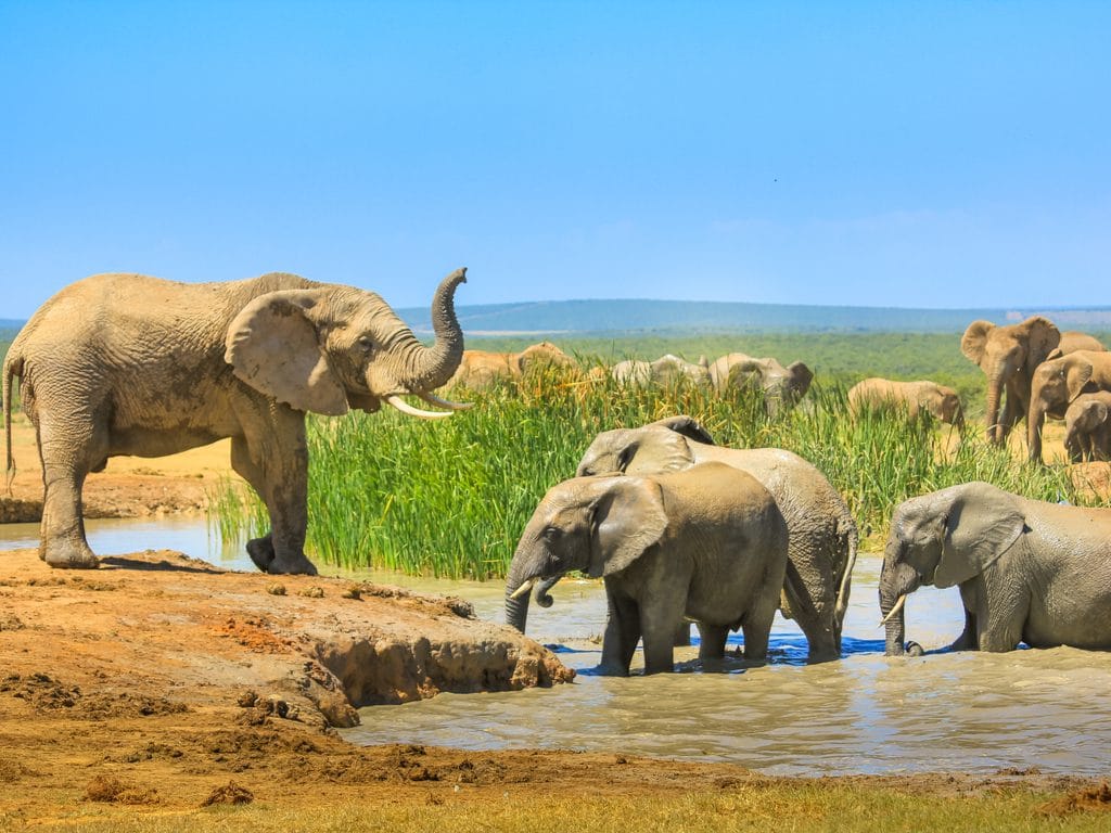 AFRIQUE : nouvelles restrictions au commerce d’éléphants sauvages entrent en vigueur ©Benny Marty/Shutterstock