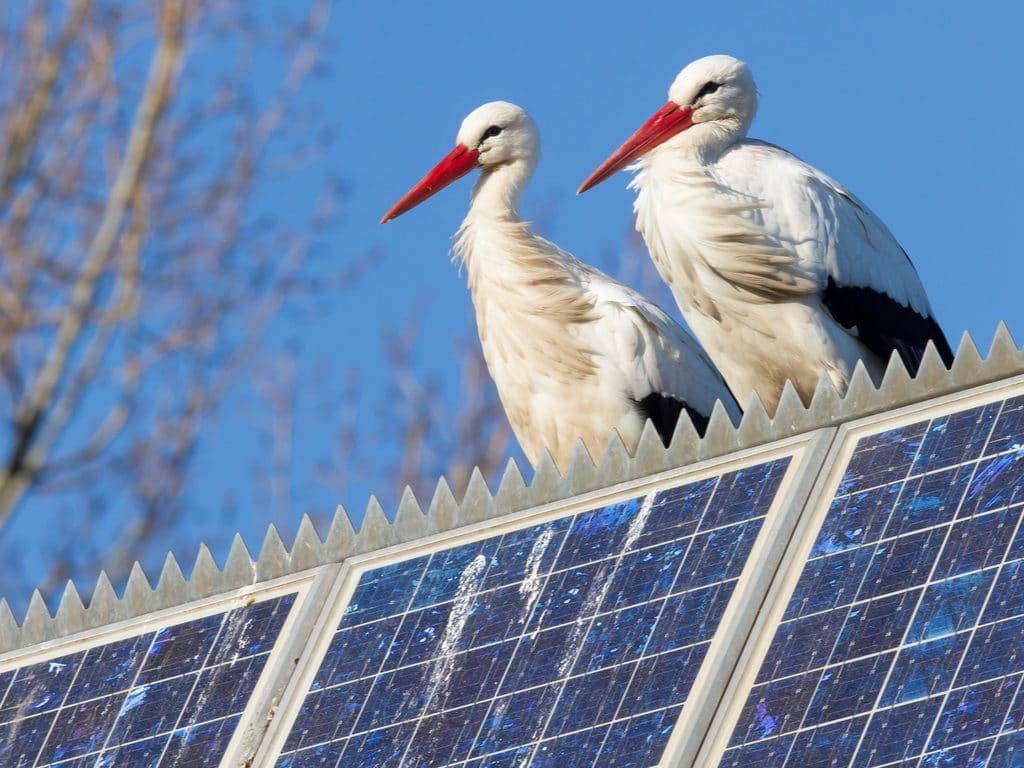 EGYPT: Giza Zoo will soon be powered by renewable energy ©MyImages - Micha/Shutterstock
