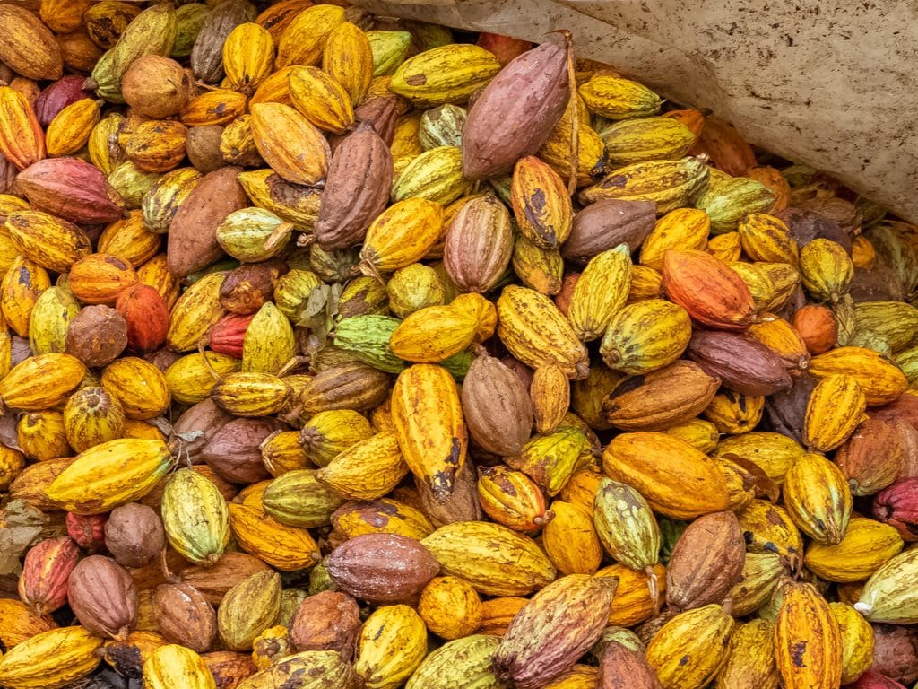 CÔTE D’IVOIRE : l’USTDA finance une centrale à biomasse de cosses de cacao©Sylvie Corriveau/Shutterstock